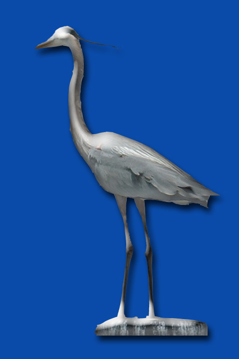 The Great Blue Heron (Ardea herodias) is the largest North American heron, common near the shores of open water and in wetland areas across the US.